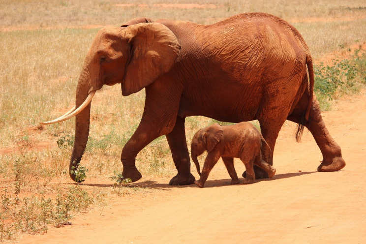 tsavo east red elephants