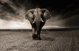safari tourist smiling portrait