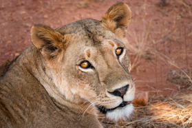 kenya safari guide portrait