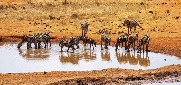 tsavo west mzima springs lava