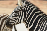 safari tourist smiling portrait