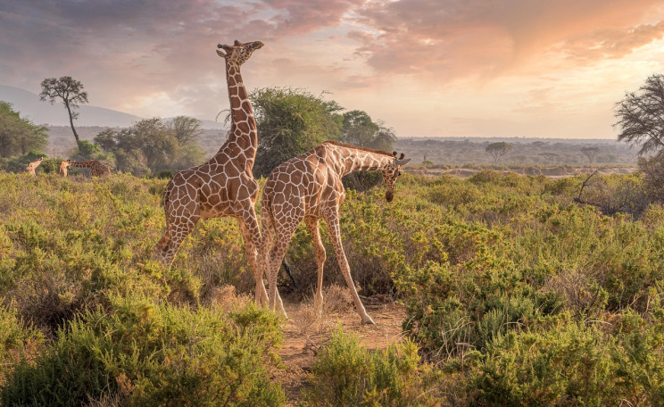 samburu reserve giraffe gerenuk